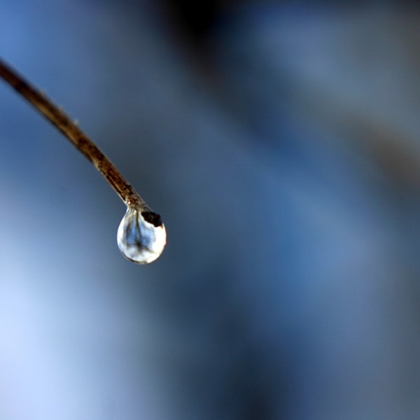 Drop of water falling off a twig.